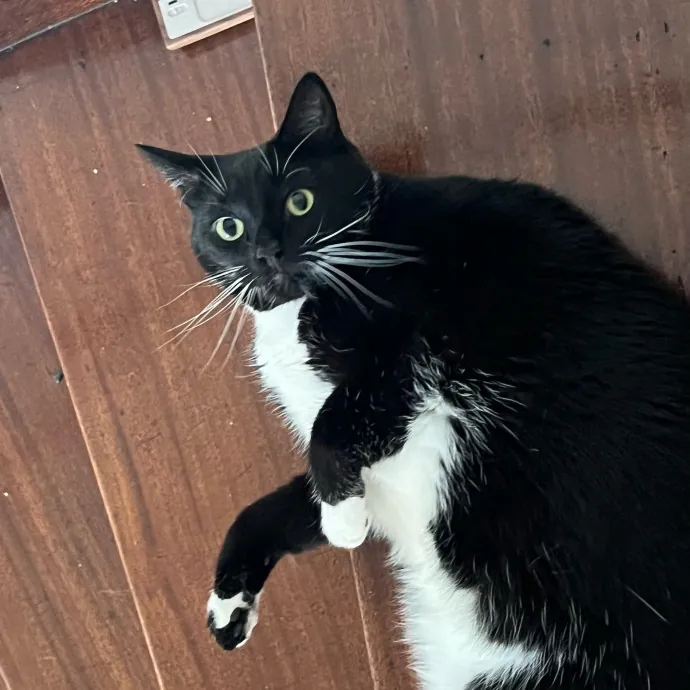 Jade's Pacific Coast Kitties