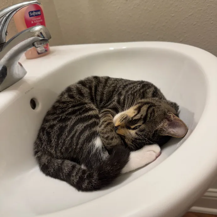 Jade's Pacific Coast Kitties