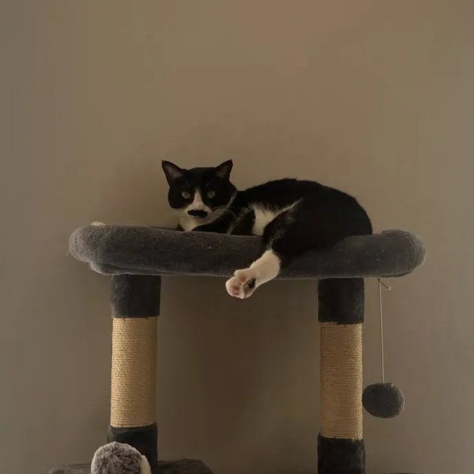 Jade's Pacific Coast Kitties