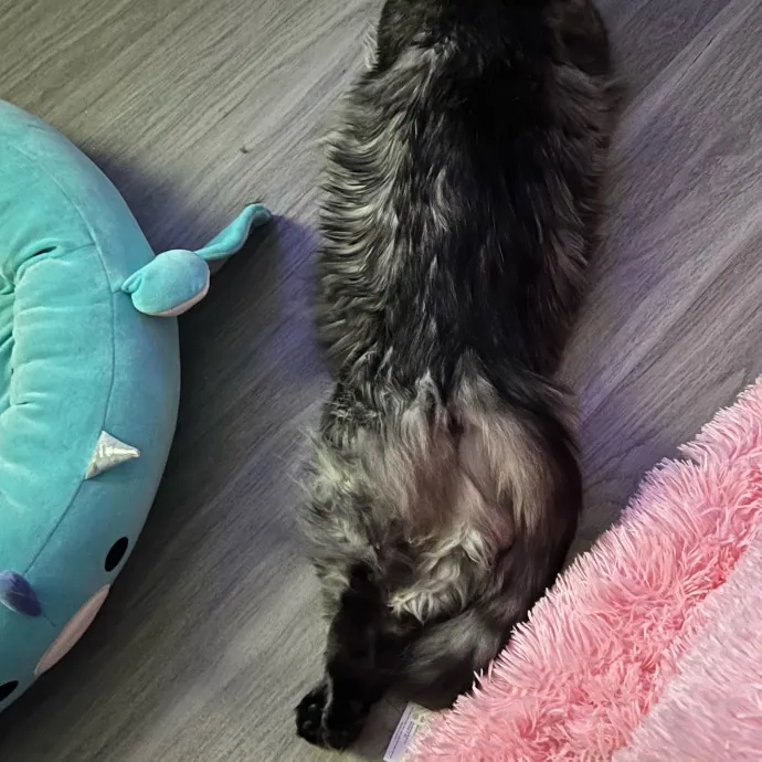 Jade's Pacific Coast Kitties