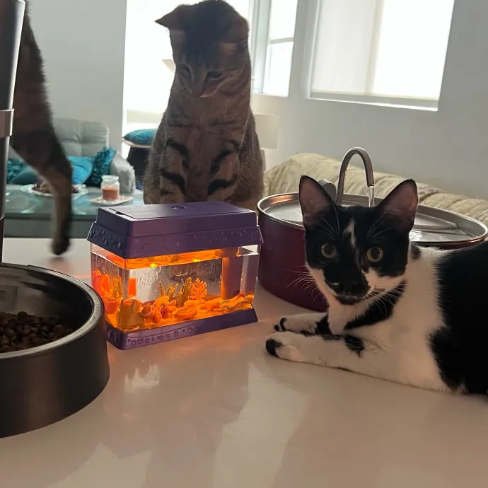 Jade's Pacific Coast Kitties