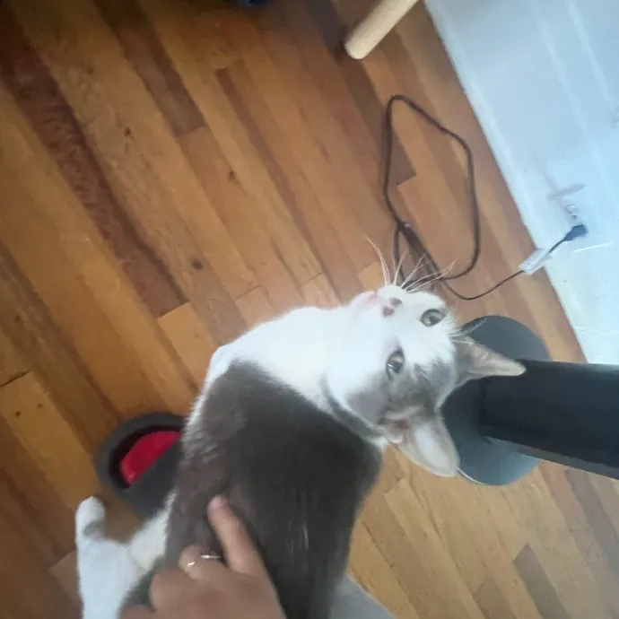 Jade's Pacific Coast Kitties