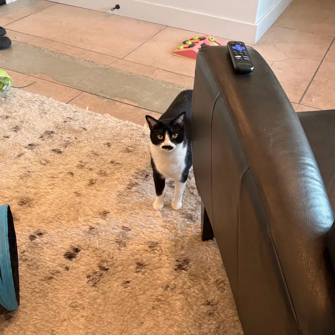 Jade's Pacific Coast Kitties