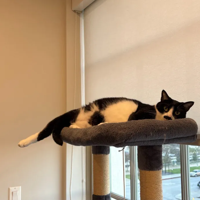 Jade's Pacific Coast Kitties