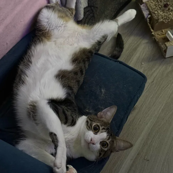 Jade's Pacific Coast Kitties