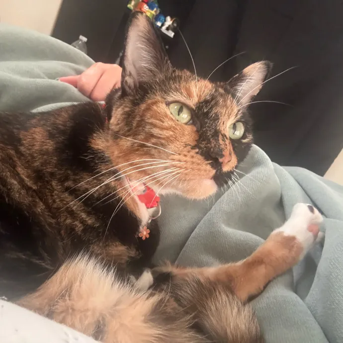 Jade's Pacific Coast Kitties