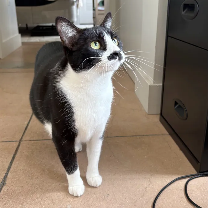 Jade's Pacific Coast Kitties