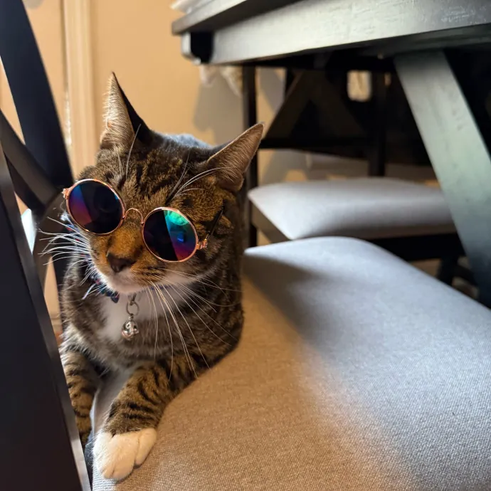 Jade's Pacific Coast Kitties