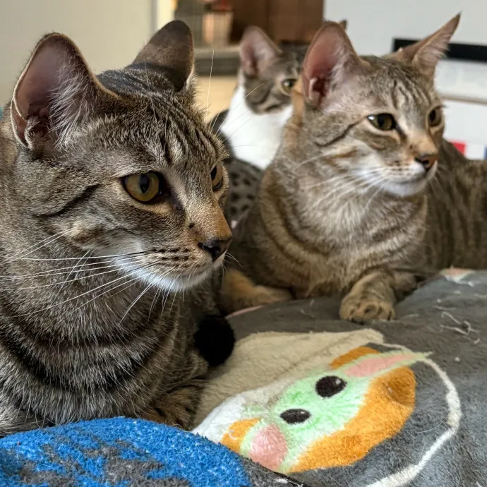 Jade's Pacific Coast Kitties