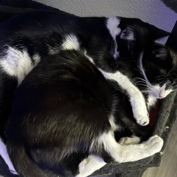 Jade's Pacific Coast Kitties