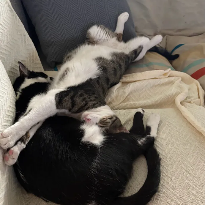 Jade's Pacific Coast Kitties