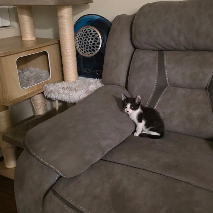 Jade's Pacific Coast Kitties