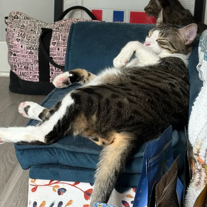 Jade's Pacific Coast Kitties