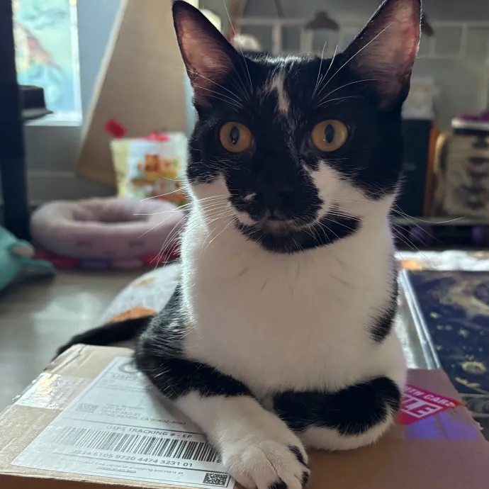 Jade's Pacific Coast Kitties