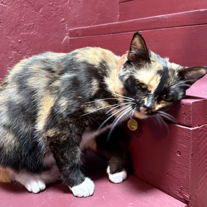 Jade's Pacific Coast Kitties