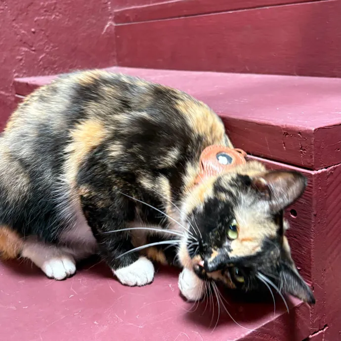 Jade's Pacific Coast Kitties