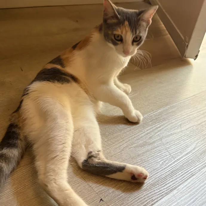 Jade's Pacific Coast Kitties