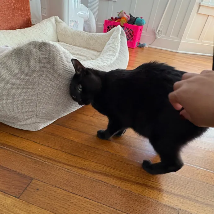 Jade's Pacific Coast Kitties