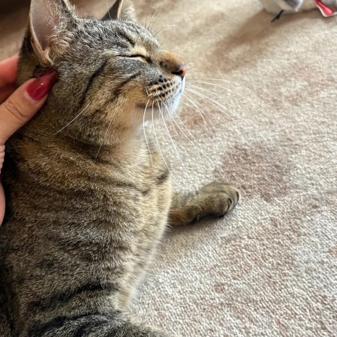 Jade's Pacific Coast Kitties