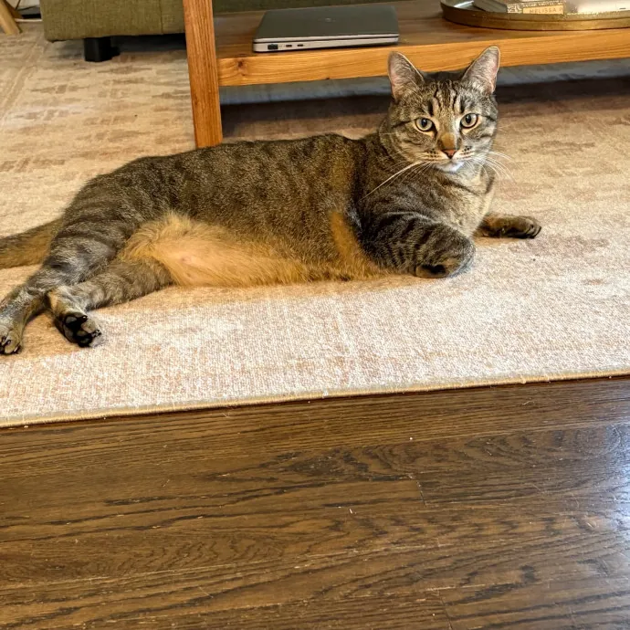 Jade's Pacific Coast Kitties