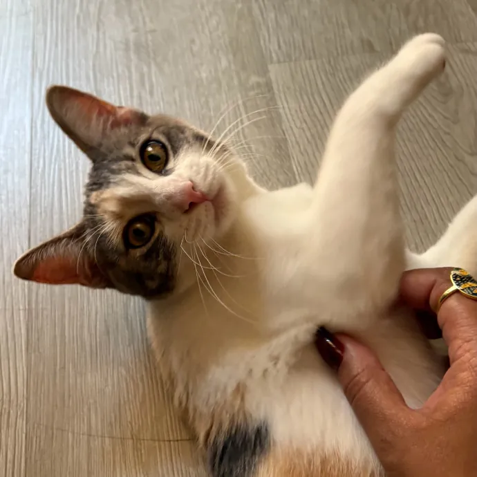 Jade's Pacific Coast Kitties