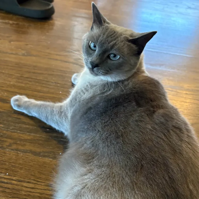 Jade's Pacific Coast Kitties