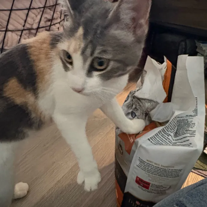 Jade's Pacific Coast Kitties