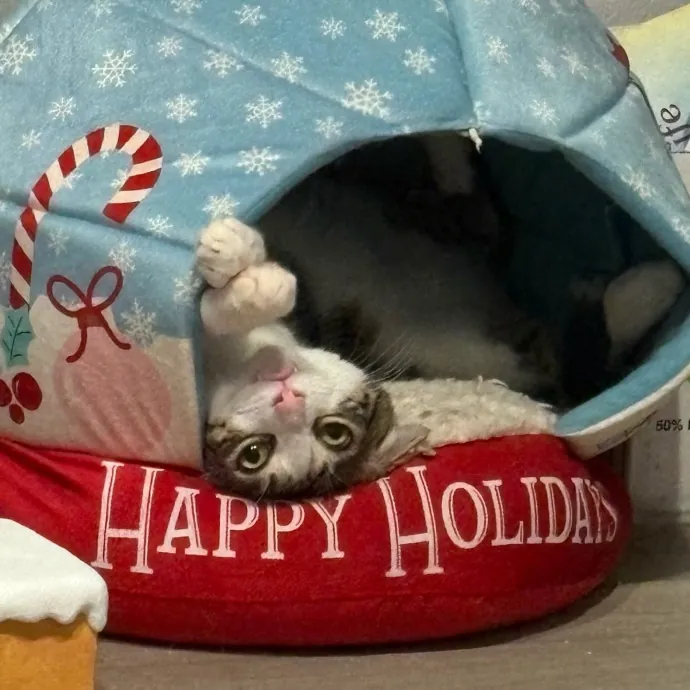 Jade's Pacific Coast Kitties