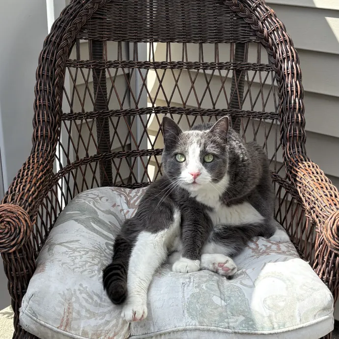 Jade's Pacific Coast Kitties