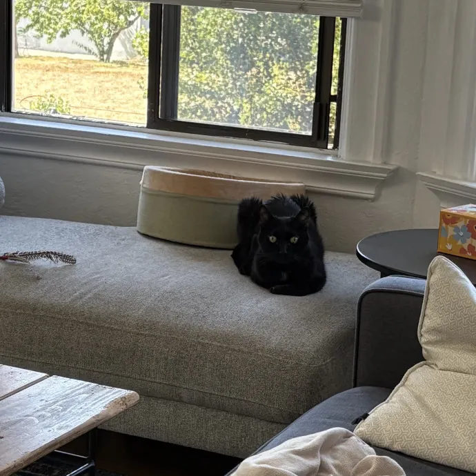 Jade's Pacific Coast Kitties