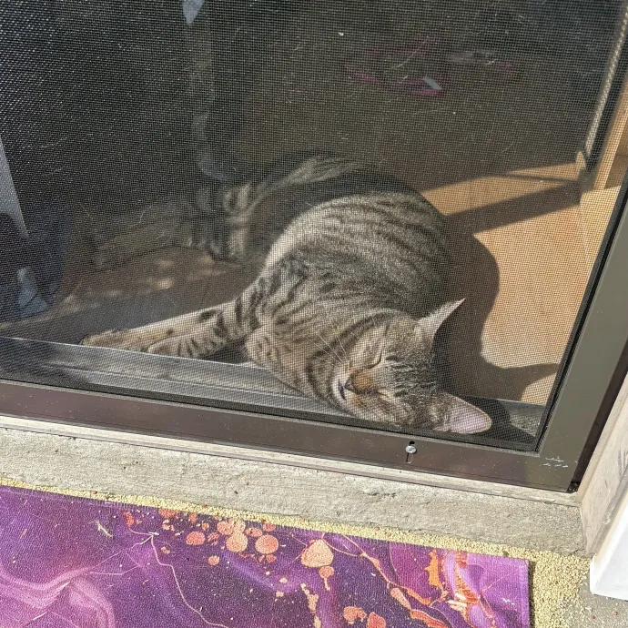 Jade's Pacific Coast Kitties