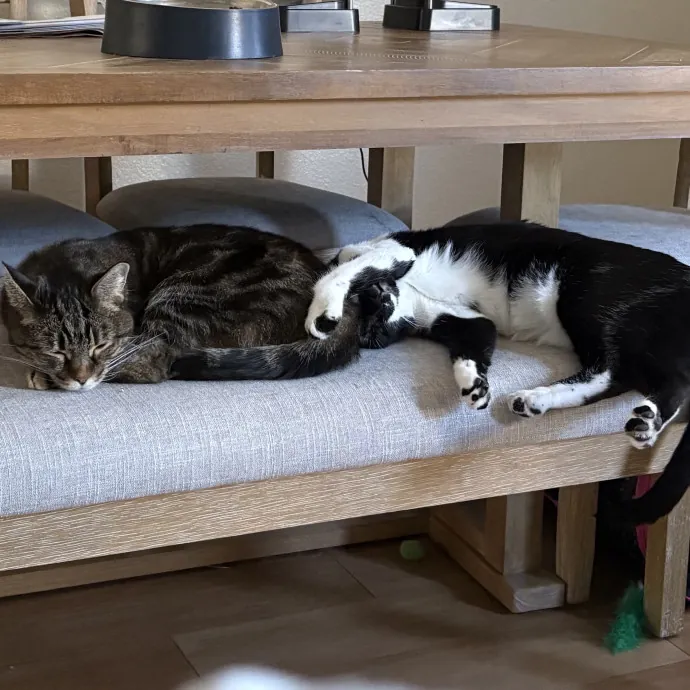 Jade's Pacific Coast Kitties