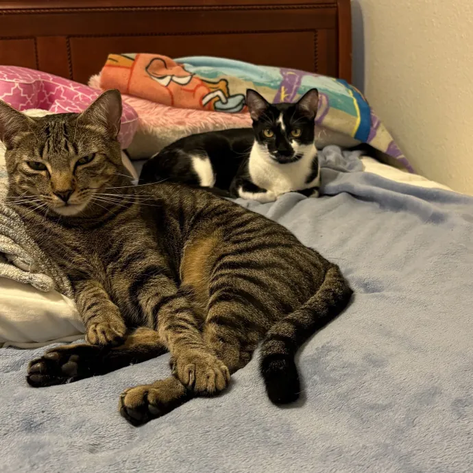 Jade's Pacific Coast Kitties