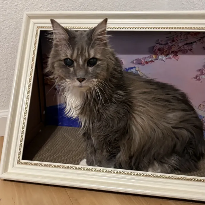 Jade's Pacific Coast Kitties