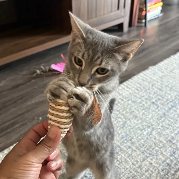 Jade's Pacific Coast Kitties