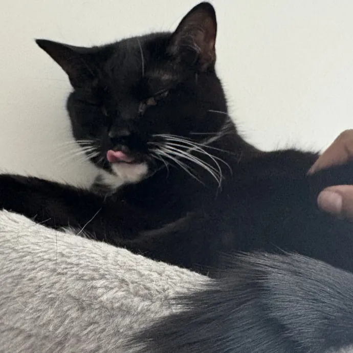 Jade's Pacific Coast Kitties