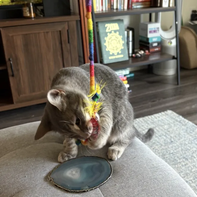 Jade's Pacific Coast Kitties