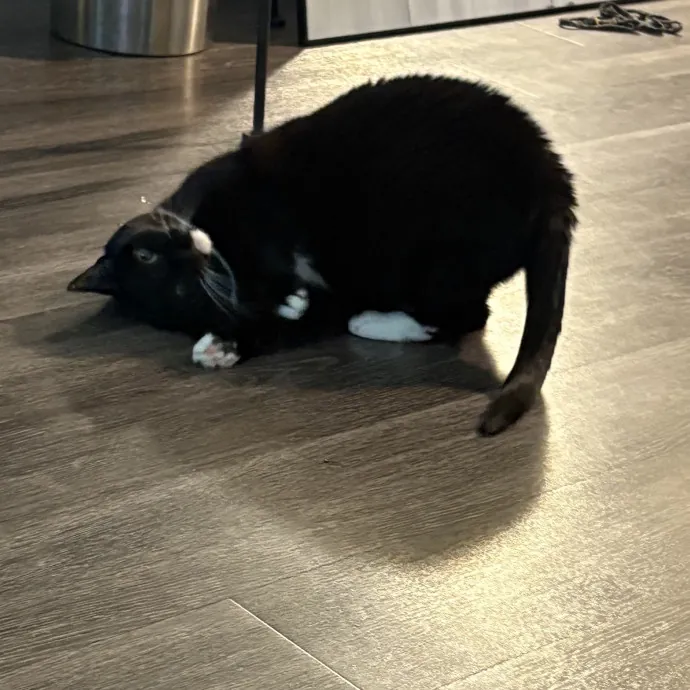 Jade's Pacific Coast Kitties