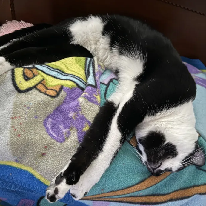 Jade's Pacific Coast Kitties