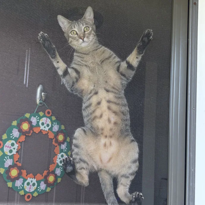 Jade's Pacific Coast Kitties