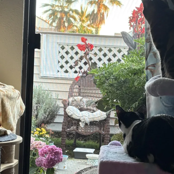 Jade's Pacific Coast Kitties