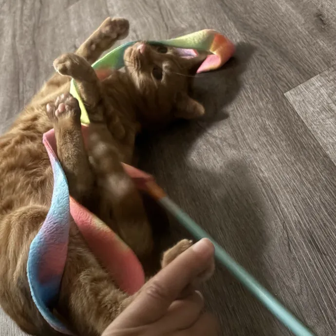 Jade's Pacific Coast Kitties