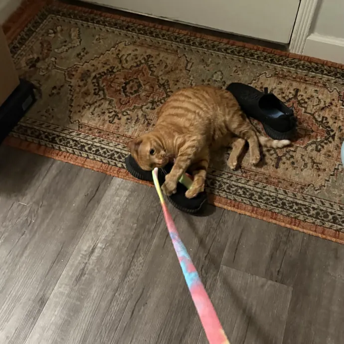 Jade's Pacific Coast Kitties