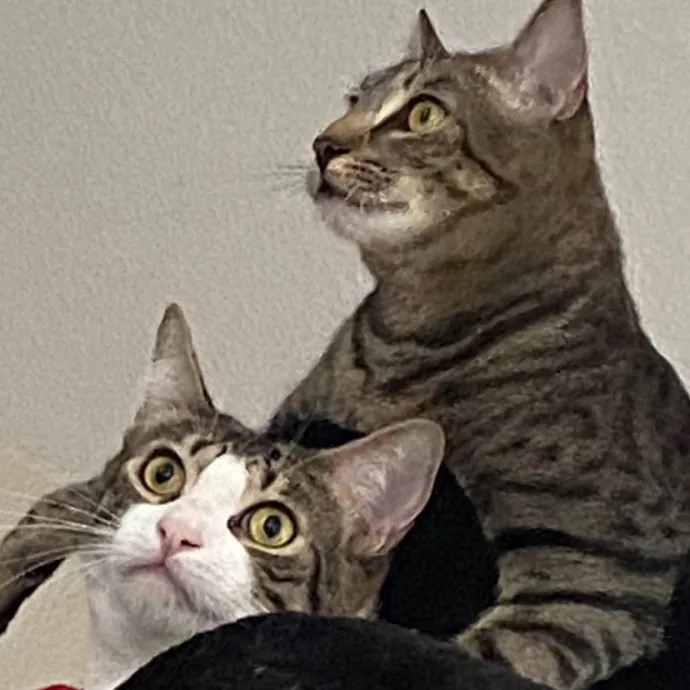 Jade's Pacific Coast Kitties