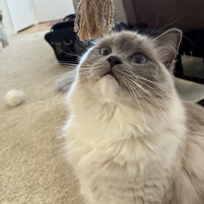 Jade's Pacific Coast Kitties