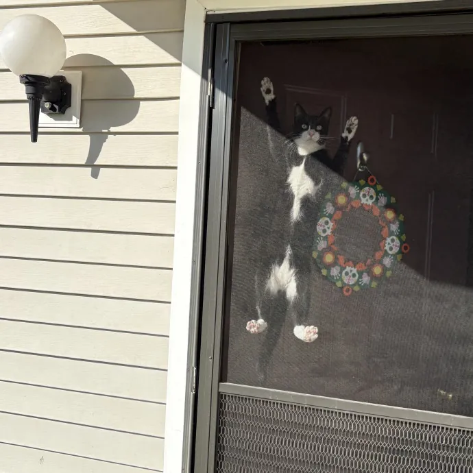 Jade's Pacific Coast Kitties