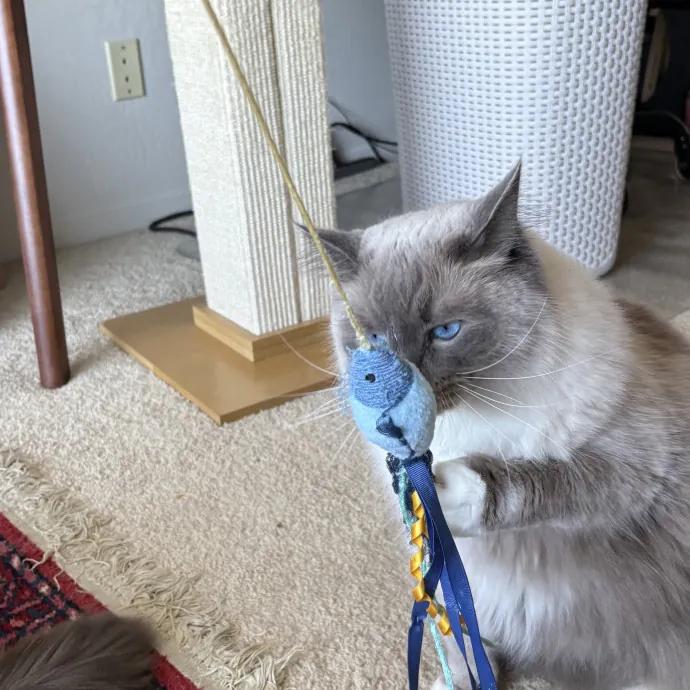 Jade's Pacific Coast Kitties