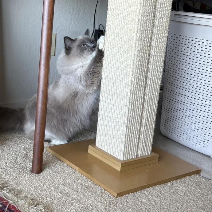 Jade's Pacific Coast Kitties