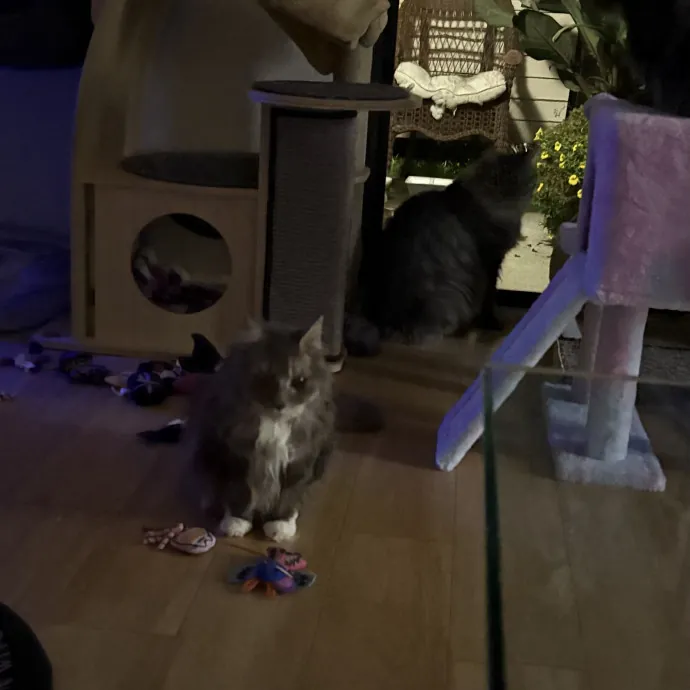 Jade's Pacific Coast Kitties