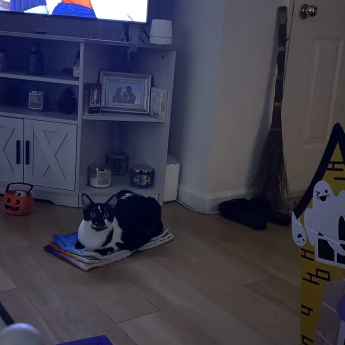 Jade's Pacific Coast Kitties